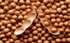 Sehingga dia termasuk genus berdasarkan pada tipe pertumbuhan batangnya, jenis kedelai dapat di bedakan menjadi. Harga Kedelai Melonjak Ini 4 Macam Kacang Pengganti Bahan Baku Tempe Okezone Lifestyle