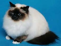 Lilac Point Birman Kittens For Sale Ball Of Birman Birman Cat Cat Breeds Cats