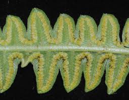 Image result for Pneumatopteris unita