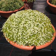 Image result for Sagina abyssinica