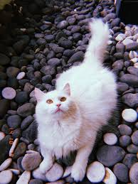 Pure White Cat Aesthetic Cats Cat Photography