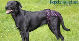 Kopeklerde Regl Donemi Hakkinda Bilinmesi Gerekenler