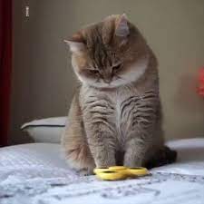 How To Keep Your Cat Amused For Ages And Ages Cats Cute Baby Cats Cat Quotes Funny