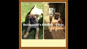 bullmastiffs 8 week 1 year picture video