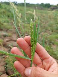 Image result for Echinochloa crus-pavonis