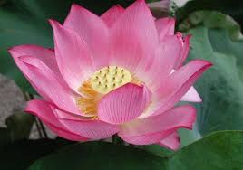 Wale Ft Miguel Lotus Flower Bomb Audio The Latest Hip Hop News Music And Media Hip Hop Wired