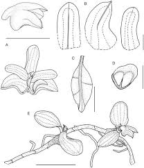 Image result for Stolzia cupuligera