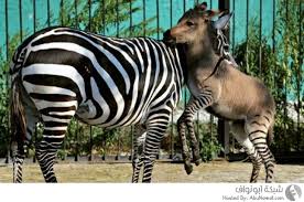 Zonkey حالة نادرة نتج من زواج حمار عادي بحمار وحشي 6 صور شبكة ابو نواف