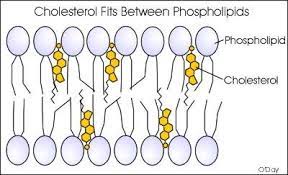 May 15, 2021 · animal cell size and shape. 1 3 Membrane Structure Biology4ibdp