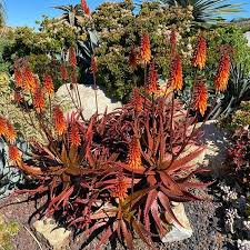 Image result for Aloe cameronii
