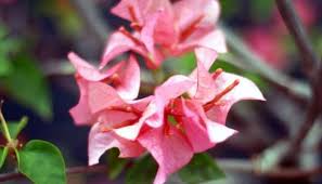 We did not find results for: A List Of Best Indoor Vine Plants My Dreamy Home