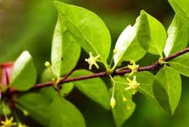 Image result for Cleistochlamys