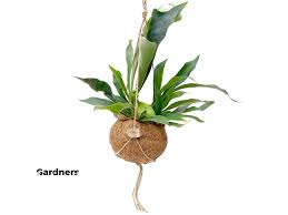 Image result for parožnatka Platycerium