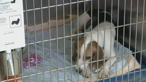 Shop at agcentral farmers cooperative at 1514 w broadway avenue, maryville, tn, 37801 for all your grill, hardware, home improvement, lawn and garden, and tool needs. Friends Of The Blount County Animal Center Is At Capacity And Here S How You Can Help Wbir Com