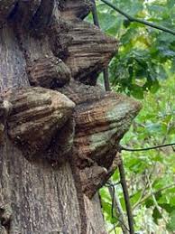 Image result for Zanthoxylum chalybeum
