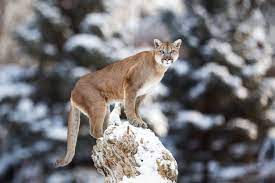 Mountain Lions Are Strong Jumpers Thanks To Muscular Hind Legs That Are Longer Than Their Front Legs Caturday Now Mountain Lion Mountain Lion Facts Animals