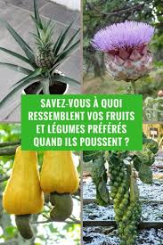La sélection des pistaches s'effectue après le séchage. Savez Vous A Quoi Ressemblent Vos Fruits Et Legumes Preferes Quand Ils Poussent
