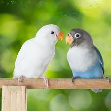 Lovebird merupakan salah satu jenis burung kicau yang memiliki keanekaragaman warna bulu sangat banyak dan suara kicaunya sangat khas. 11 Cara Membedakan Lovebird Jantan Dan Betina Yang Akurat Kicau Mania Wajib Tahu Citizen6 Liputan6 Com