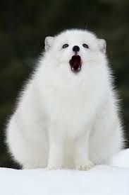 The tundra biome is characterized by extremely cold temperatures and treeless, frozen landscapes. 50 Arctic Ideas Animals Wild Animals Pet Birds