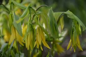 Image result for Humularia meyeri-johannis