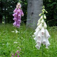 No need to register, buy now! Digitalis Purpurea