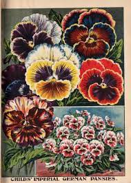 New Rare And Beautiful Flowers Nursery And Seed Catalogs Rare Flowers Pansies Seed Catalogs