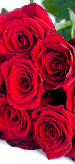 Weitere ideen zu rosa hintergrundbild iphone, hintergrundbilder, bilder. Rote Rosen Blumenstrauss Blumen Weisser Hintergrund 1242x2688 Iphone 11 Pro Xs Max Hintergrundbilder Hd Bild