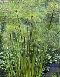 Papyrus Filigrane Zimmerpflanze In 2020 Pflanzen Zimmerpflanzen Bepflanzung