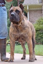 Presa canario breeders can list their presa canario puppies for sale. Presa Canario Sires In Alpharetta Ga Sanders Kennels Presa Canario Bully Breeds Dogs Puppies