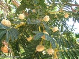 Image result for Cassia sieberiana