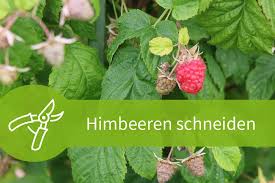 Erfahren Sie In Dieser Anleitung Wie Sie Ihre Himbeeren Schneiden Alle Wichtigen Informationen Uber Den Richtigen Sc Himbeeren Garten Pflanzen Himbeerstrauch