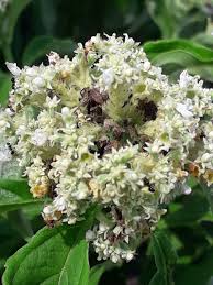 Image result for Hoslundia