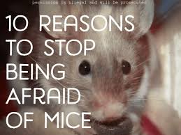 We did not find results for: Top 10 Reasons Not To Be Scared Of Mice Pethelpful