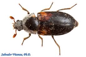 Image result for dermestidae