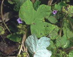Image result for Ipomoea dichroa