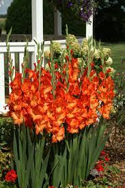 Summer Flowering Bulb Gladioli Sun Kissed Available Late Winter Www Englishgardens Com Gladioli Maceteros De Jardin Flores Increibles