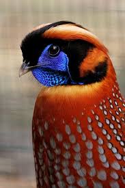 Black And White Spotted Bird With Red Neck Pin On Nature