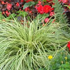 Image result for Carex sp.no.1