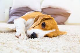 so you ve noticed your dog shaking could it be tremors what are the differences between dog tremors and seizures fi dog allergies dog illnesses dog shaking