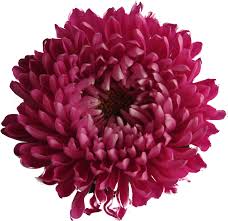 From cliparts to people over logos and effects with more than 30000 transparent free high resolution png. Chrysanthemum Clipart White Background Purple Red Flower Png Transparent Png Full Size Clipart 610984 Pinclipart