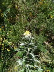 Image result for Psorospermum mechowii