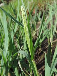 Image result for Paspalum vaginatum