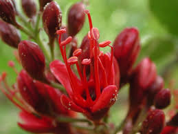 Image result for Schotia brachypetala