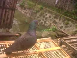 All backgrounds can be downloaded for free in almost every mainstream resolution (from 1080p up to 4k) to better fit your. Harga Merpati Balap Siap Lomba Dengan