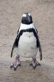 However, the rises in temperature and carbon dioxide levels we've seen in the past century are extreme and are accelerating. African Black Footed Penguin Denver Zoo