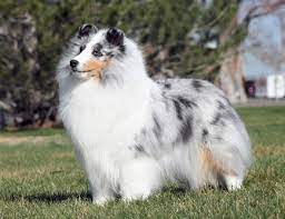 Is The Sheltie Right For You American Shetland Sheepdog Association