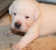 Hi, does anyone have any info about using lithium while having been diagnosed with afib. White Lab Puppies For Sale White Labradors White Labrador Puppies