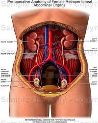 Download video transcript (pdf) order the dvd click on the thumbnails below to view larger anatomical drawings with legible labels. Female Anatomy Drawing Organs
