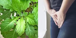 Namun hakikatnya, daun pegaga inilah mempunyai banyak khasiat yang amat menakjubkan. 10 Manfaat Daun Beluntas Untuk Kesehatan Yang Perlu Diketahui