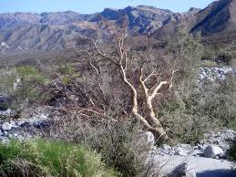 Image result for Brachystegia utilis × microphylla